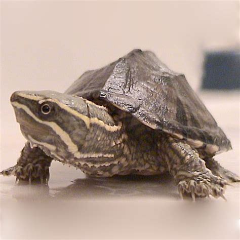 Stinkpot musk turtles