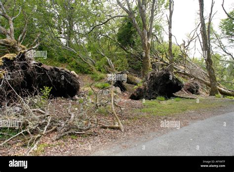 storm jan 2005 tree damage stornoway park isle of lewis scotland uk gb Stock Photo - Alamy