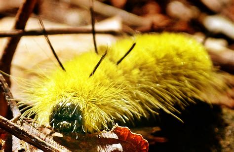 The Yellow Fuzzy Caterpillar | Melissa | Flickr