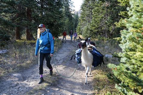 The Meditative Joys of Llama Trekking with Blue - Territory Supply