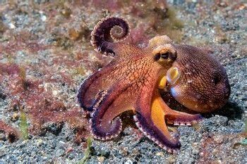 Octopus Names - 200 Cool Famous, And Funny Names for an Octopus - Petculiars