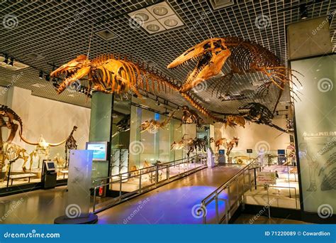 National Museum of Nature and Science in Tokyo, Japan Editorial Stock Image - Image of skeleton ...