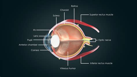 Anatomy of the Human Eye | Visual Acuity & Light Perception | Essilor