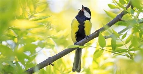 Birdsong identification for beginners: 20 common songs and calls ...