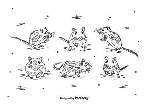 Gerbil Vector Art, Icons, and Graphics for Free Download