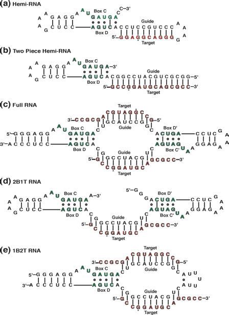 Schematic representations of RNA constructs used. The guide sequence is ...