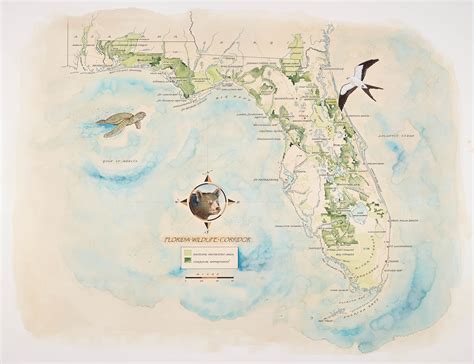 The Florida Wildlife Corridor