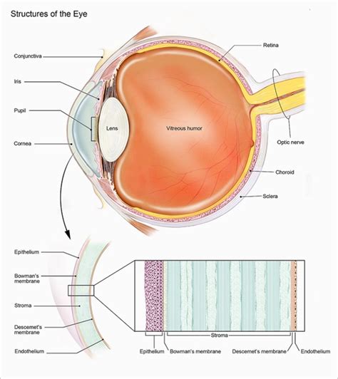 Acanthamoeba Facts, Eye Infection, and Keratitis Information - Owlcation