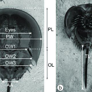 (PDF) Postembryonic development of the Tri-spine Horseshoe Crab Tachypleus tridentatus ...