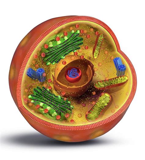 Animal Cell Structure Photograph by Claus Lunau/science Photo Library - Pixels