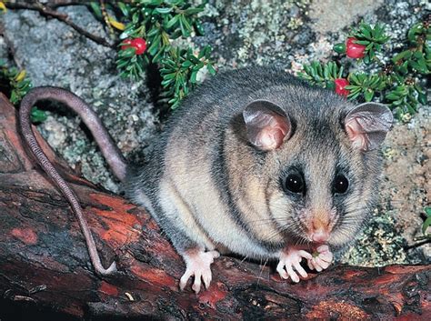 Mountain Pygmy Possum | Animals Facts & Pictures | All Wildlife Photographs