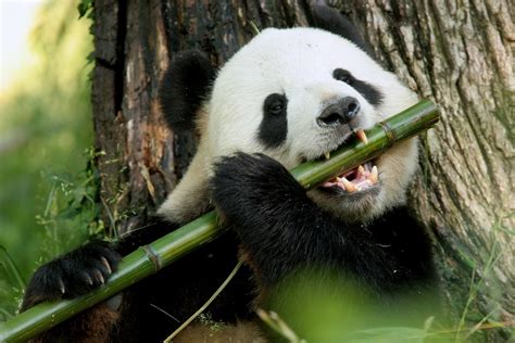 Los pandas llevan comiendo bambú desde hace 6 millones de años