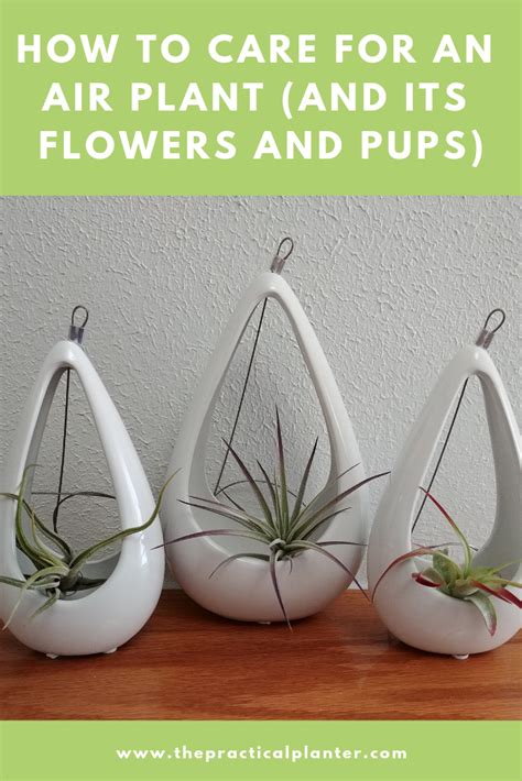 How to Care for an Air Plant (And its Flowers and Pups) | Air plants care, Air plants, House ...