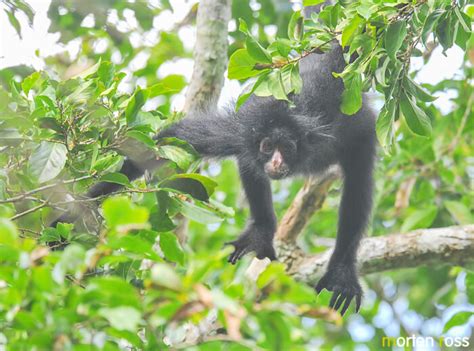 Peruvian spider monkey (Ateles chamek) | Morten Ross