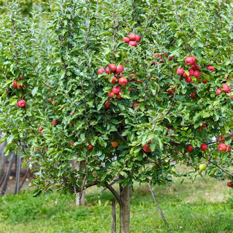 Jonagold Apple Tree – Green Thumbs Garden