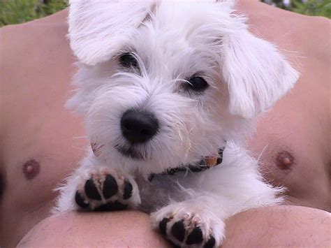 grooming a schnoodle help!