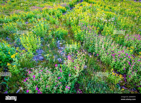 Hidden Lake Trail Stock Photo - Alamy