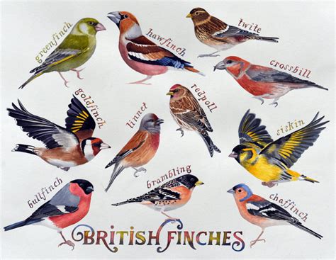 British finches - a painting of the 11 species of birds in the finch family