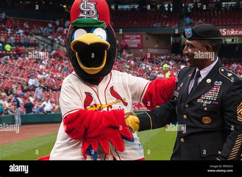 St louis cardinals' mascot hi-res stock photography and images - Alamy