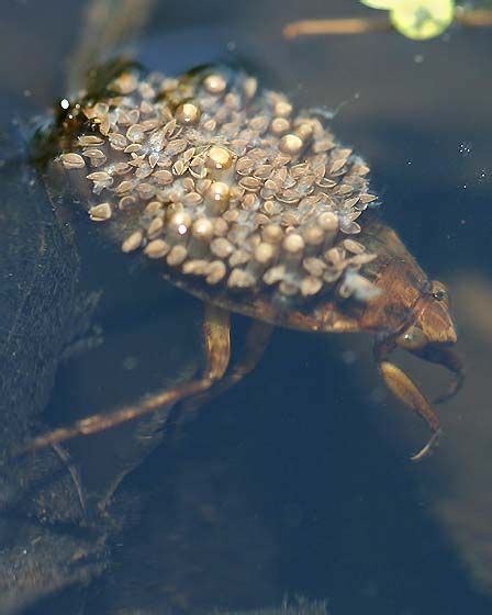 The male giant waterbug keeps a bevy of large eggs on his back and ...