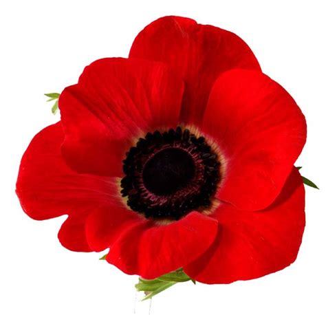 Free Poppy Flower Cliparts, Download Free Poppy Flower Cliparts png images, Free ClipArts on ...