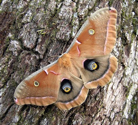 Polyphemus Moth (Common Moth and Butterflies of Indiana) · iNaturalist