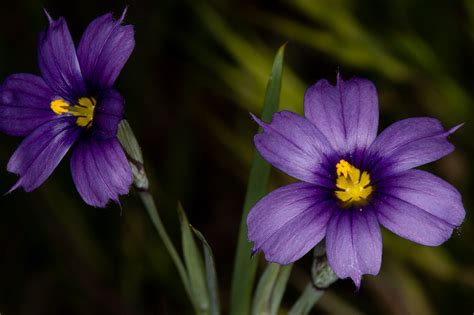 Plant of the Month - Blue-Eyed Grass