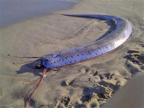 Giant Oarfish Facts, Habitat, Diet, Life Cycle, Baby, Pictures