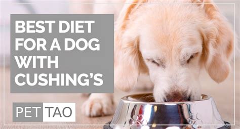 The Best Diet for Dogs with Cushing’s Disease - PET | TAO Holistic Pet Products