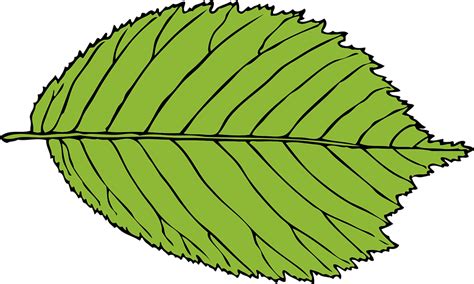 Hoja Verde Oval - Gráficos vectoriales gratis en Pixabay