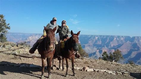 Trip Review: Riding Mules Along the Grand Canyon | Grand canyon mule ...