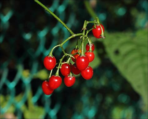 Nightshade Berries | Flickr - Photo Sharing!