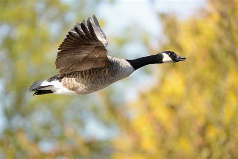 Canada Goose | Bird Identification Guide | Bird Spot