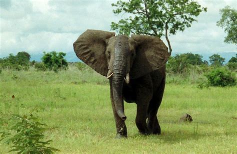 Nearly Extinct, Elephants in Chad Make Amazing Comeback