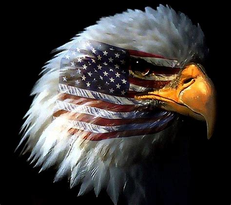 American Eagle, HD wallpaper | Peakpx