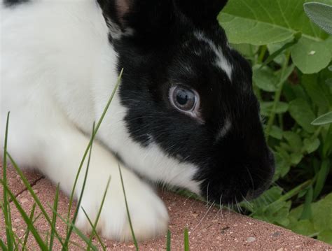 Rabbit Color Genetics: Self Chinchilla Explained – Rabbit Smarties