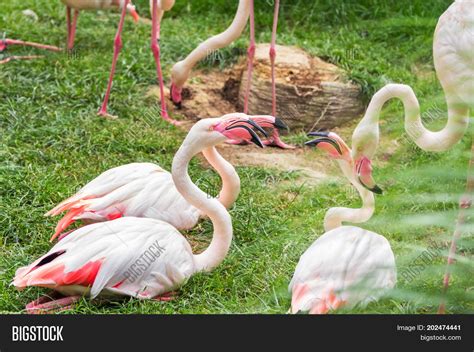 James's Flamingo ( Image & Photo (Free Trial) | Bigstock