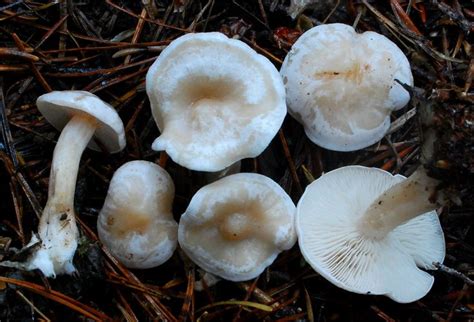 Clitocybe dealbata | Stuffed mushrooms, Plants, Fungi