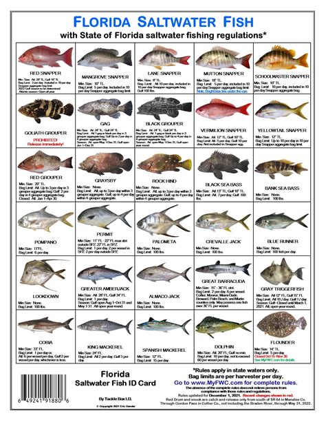 Buy Florida Saltwater Fish Identification Card Set - Three Waterproof ...