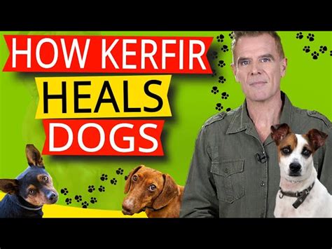 Can Dogs Eat Kefir? - HayFarmGuy