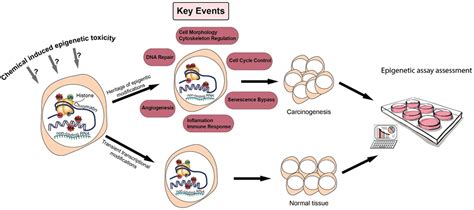 IJMS | Free Full-Text | Integration of Epigenetic Mechanisms into Non-Genotoxic Carcinogenicity ...