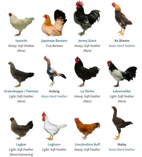 Chicken Breeds in 2022 | Chicken breeds, Breeds, Pet birds