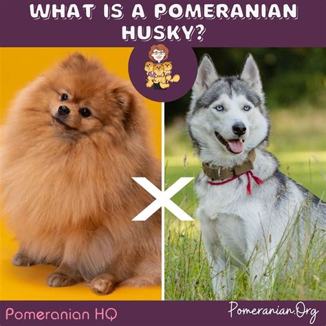 Husky And Pomeranian Mix