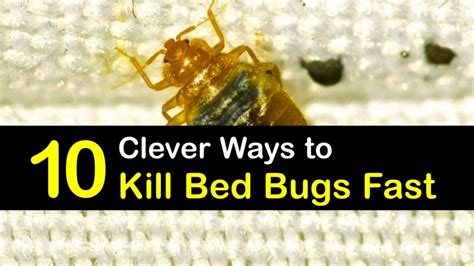 10 Clever Ways to Kill Bed Bugs Fast