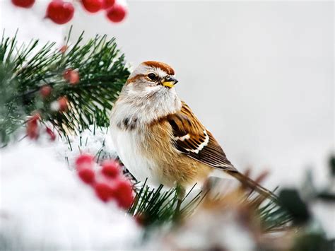 Winter Photography Birds Photo Set of 3 Wildlife Prints - Etsy