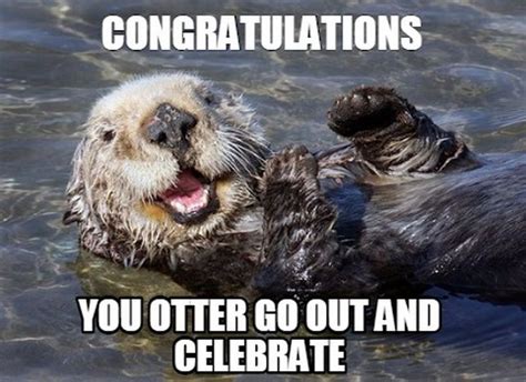 71 Funny Congratulations Memes to Celebrate Success | Otters, Animal ...