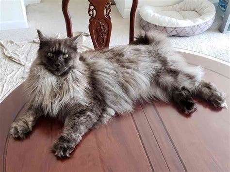 Maine Coon Size - Literally All You Have to Know - Maine Coon Hawaii