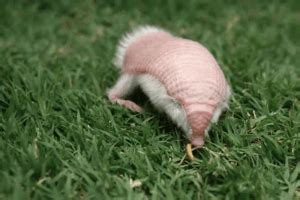 What on Earth is a Pink Fairy Armadillo? - My Animals