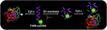 An ultrasensitive fluorometric platform for S1 nuclease assay based on ...