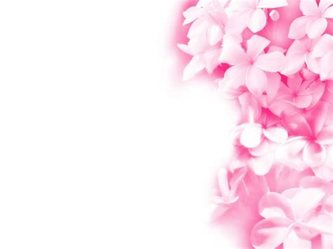 Light Pink Flower Wallpaper - WallpaperSafari